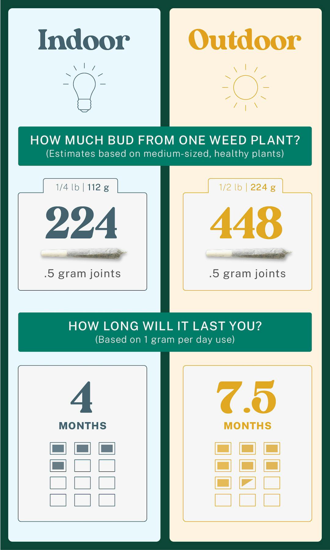 one much weed can you get from one plant?